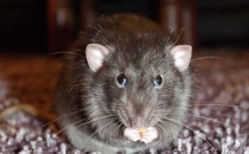 High Cholesterol is a Very Common Condition