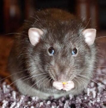 High Cholesterol is a Very Common Condition